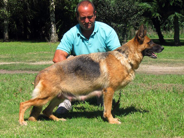 Perros Históricos