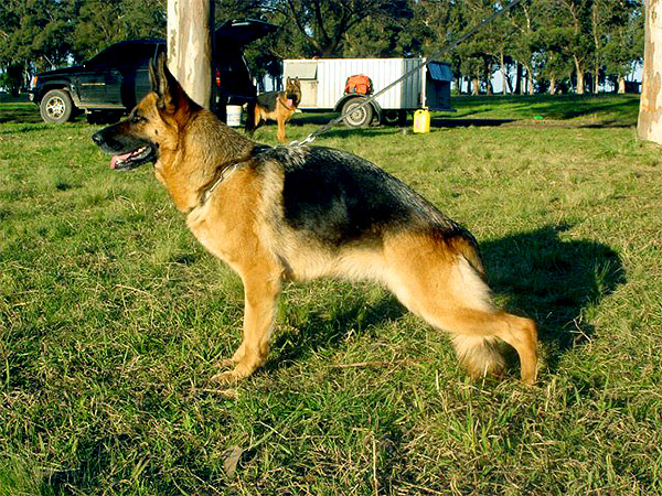 Perros Históricos