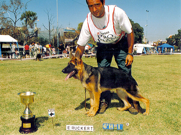 Perros Históricos