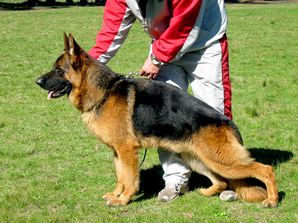 Perros Históricos