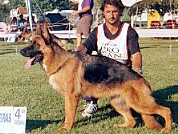 Perros Históricos