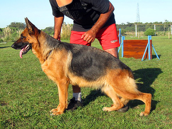 Perros Históricos