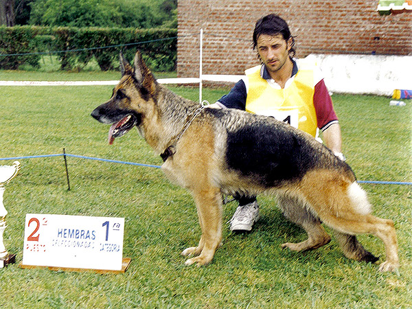 Perros Históricos